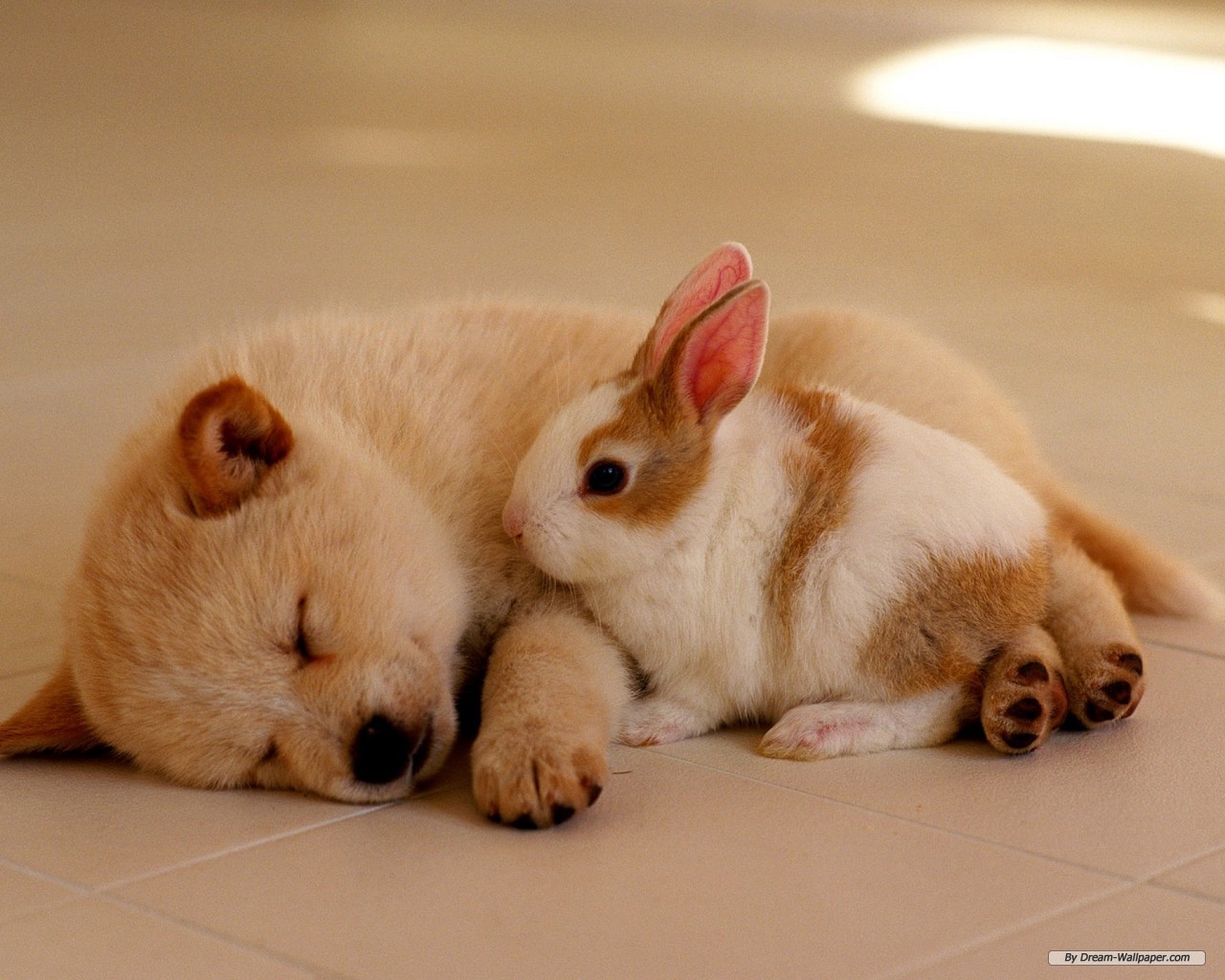 Dog And Rabbit Love , HD Wallpaper & Backgrounds