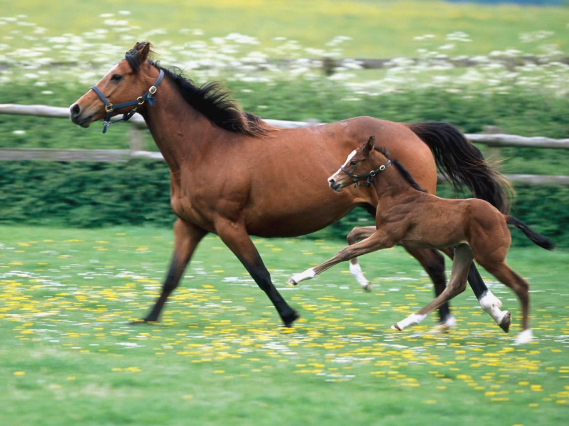 Desktop Hd Baby Animal Pictures Cute - Horse Mom And Baby , HD Wallpaper & Backgrounds