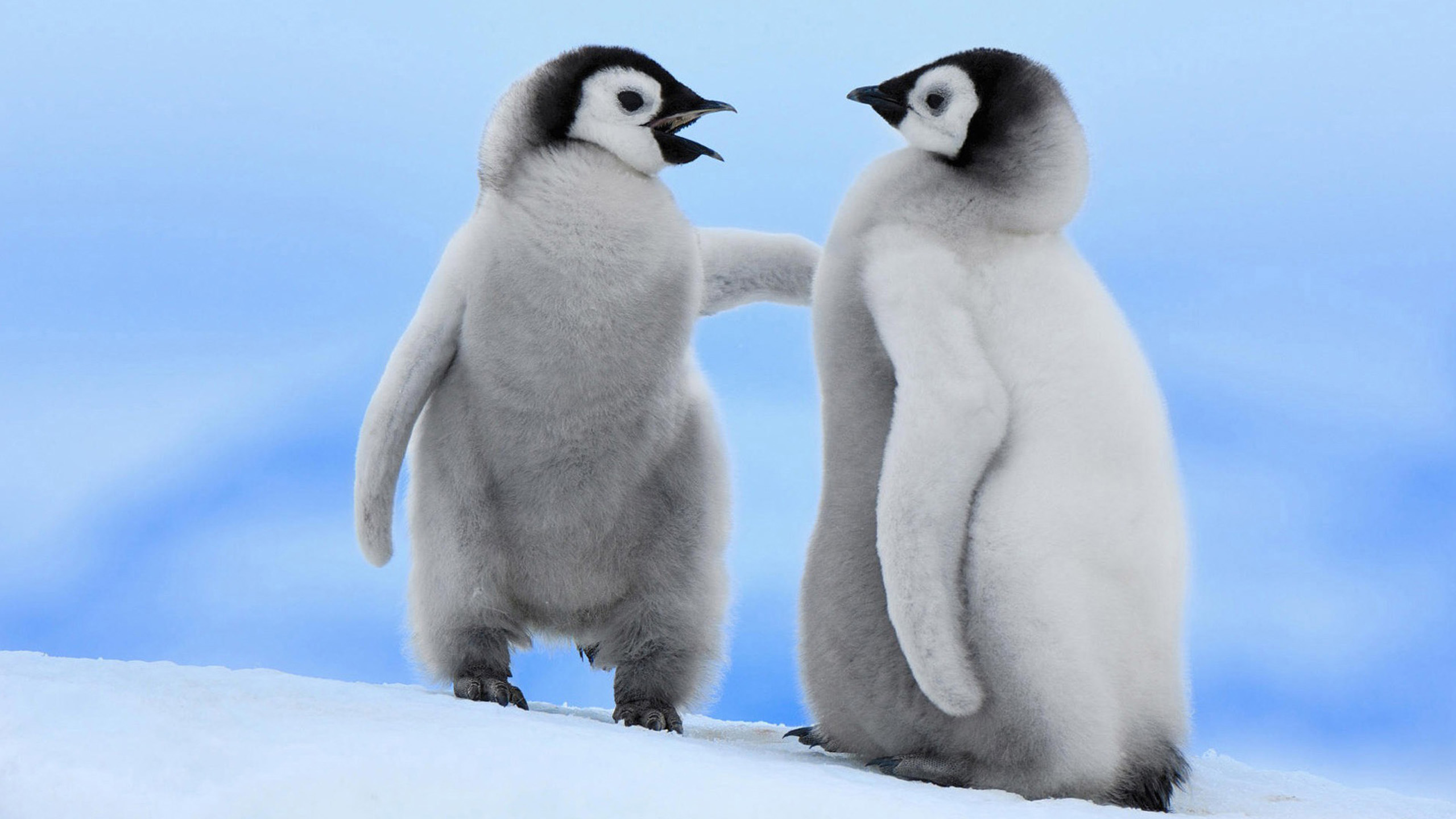 Cute Baby Animals Wallpapers Hd 10 Free Download Download - Happy Valentines Day Penguin , HD Wallpaper & Backgrounds