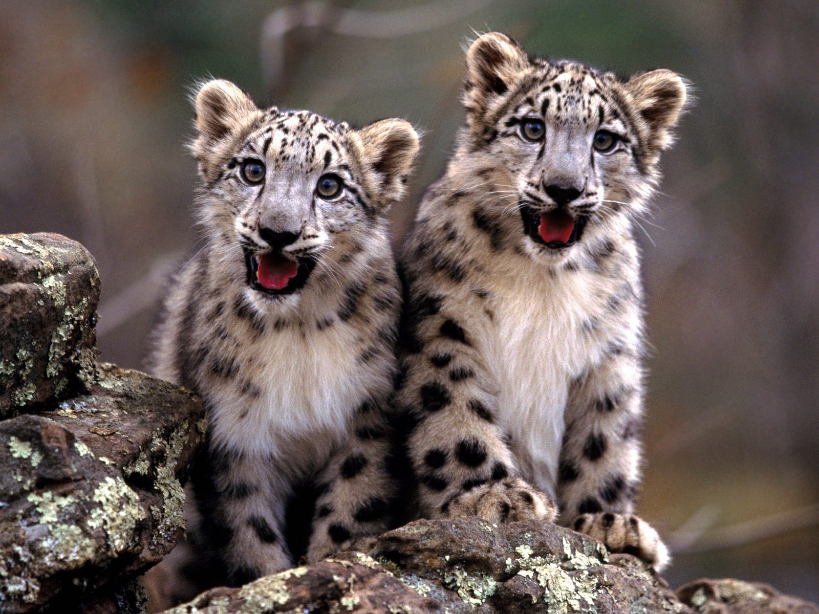 Cute Baby Animals Wallpapers - Snow Leopard Kids , HD Wallpaper & Backgrounds