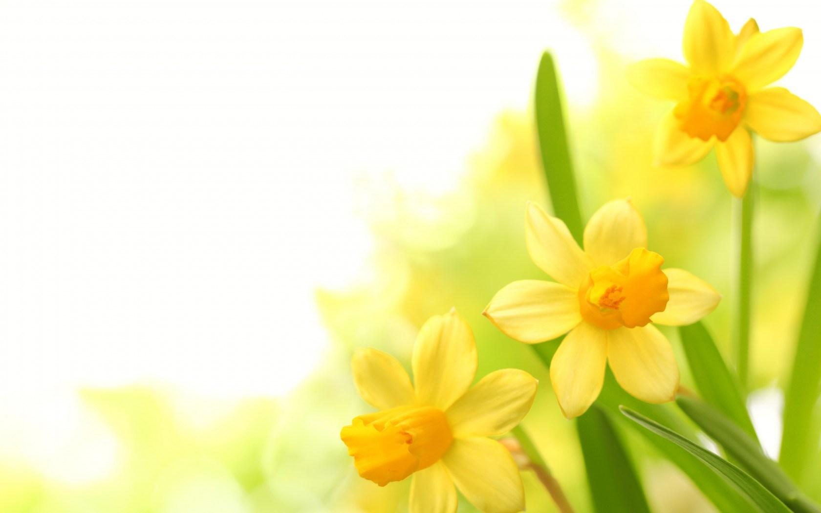 Yellow Flowers Hd Hd Wallpaper - Hello March Facebook Banner , HD Wallpaper & Backgrounds