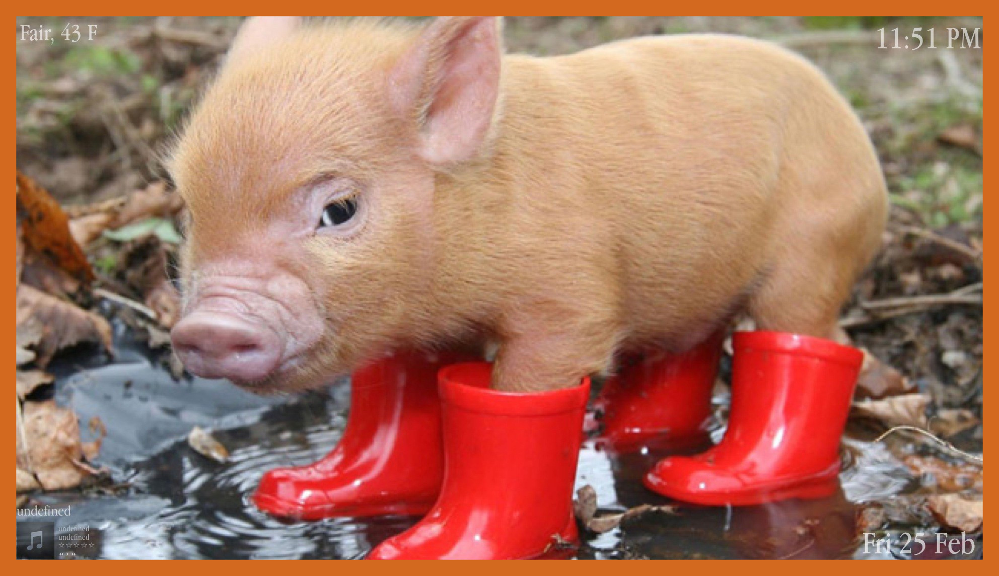Baby Pigs Wearing Clothes , HD Wallpaper & Backgrounds