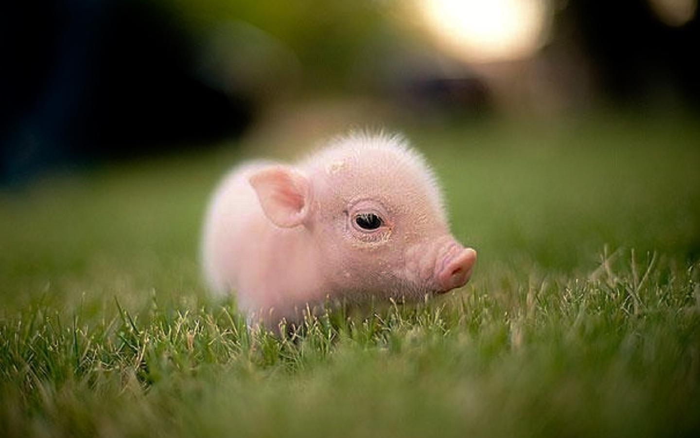 Piglet - Baby Piglet , HD Wallpaper & Backgrounds