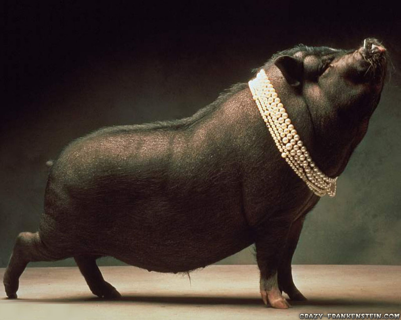 Pigs In Pearls , HD Wallpaper & Backgrounds