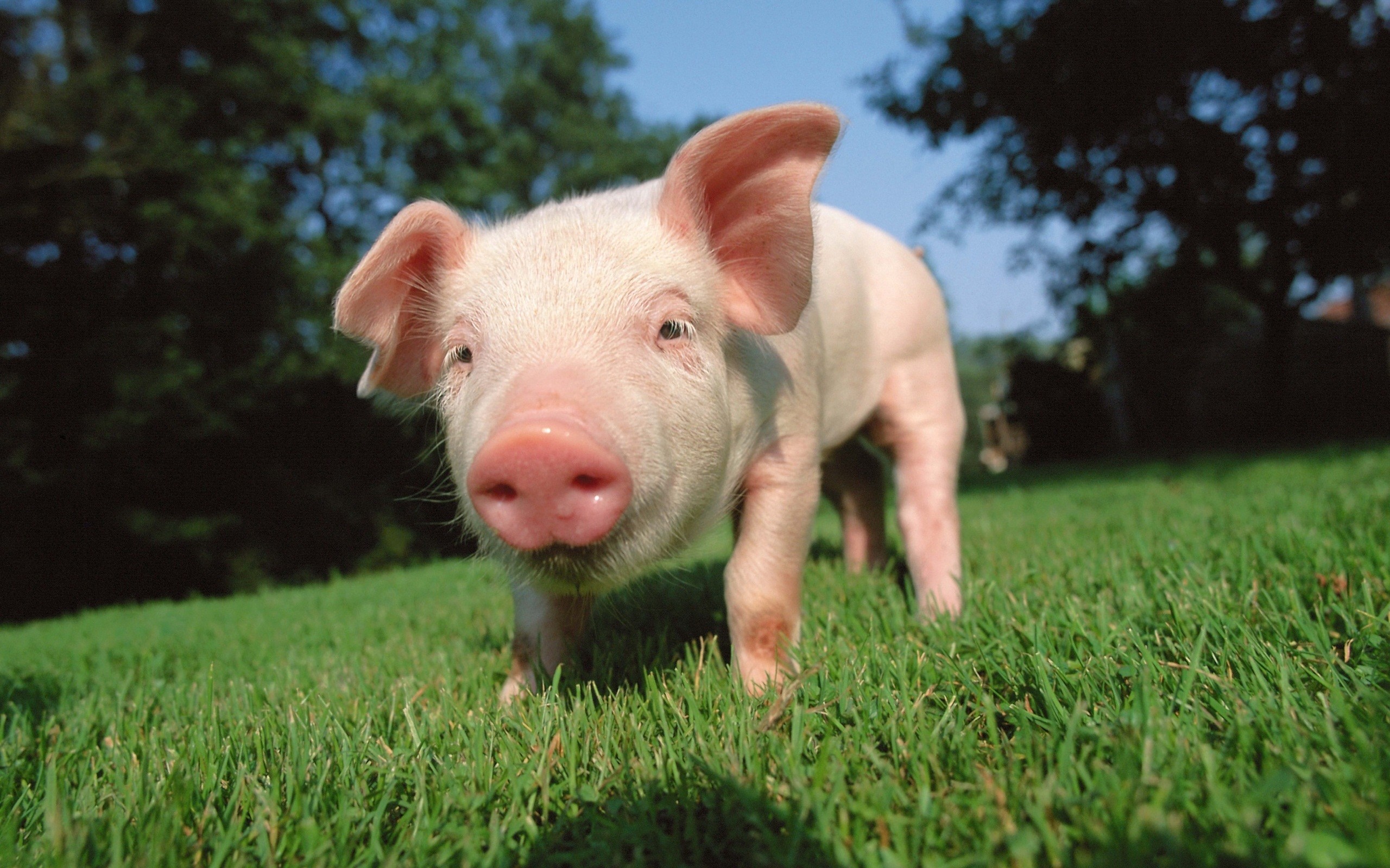 Pig Wallpaper Hd , HD Wallpaper & Backgrounds