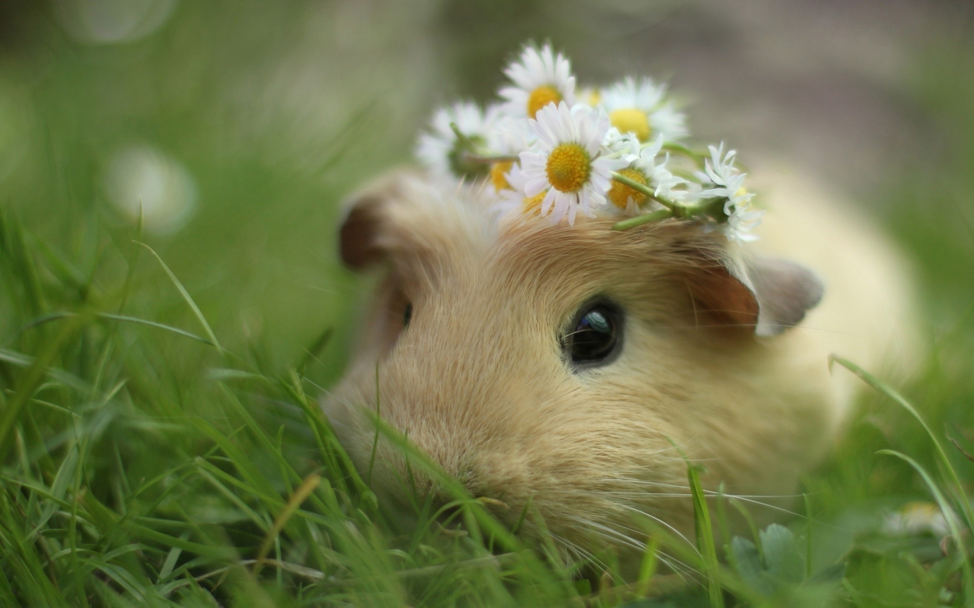 Amazing Cute Guinea Pigs Wallpaper - Guinea Pigs In Costume , HD Wallpaper & Backgrounds