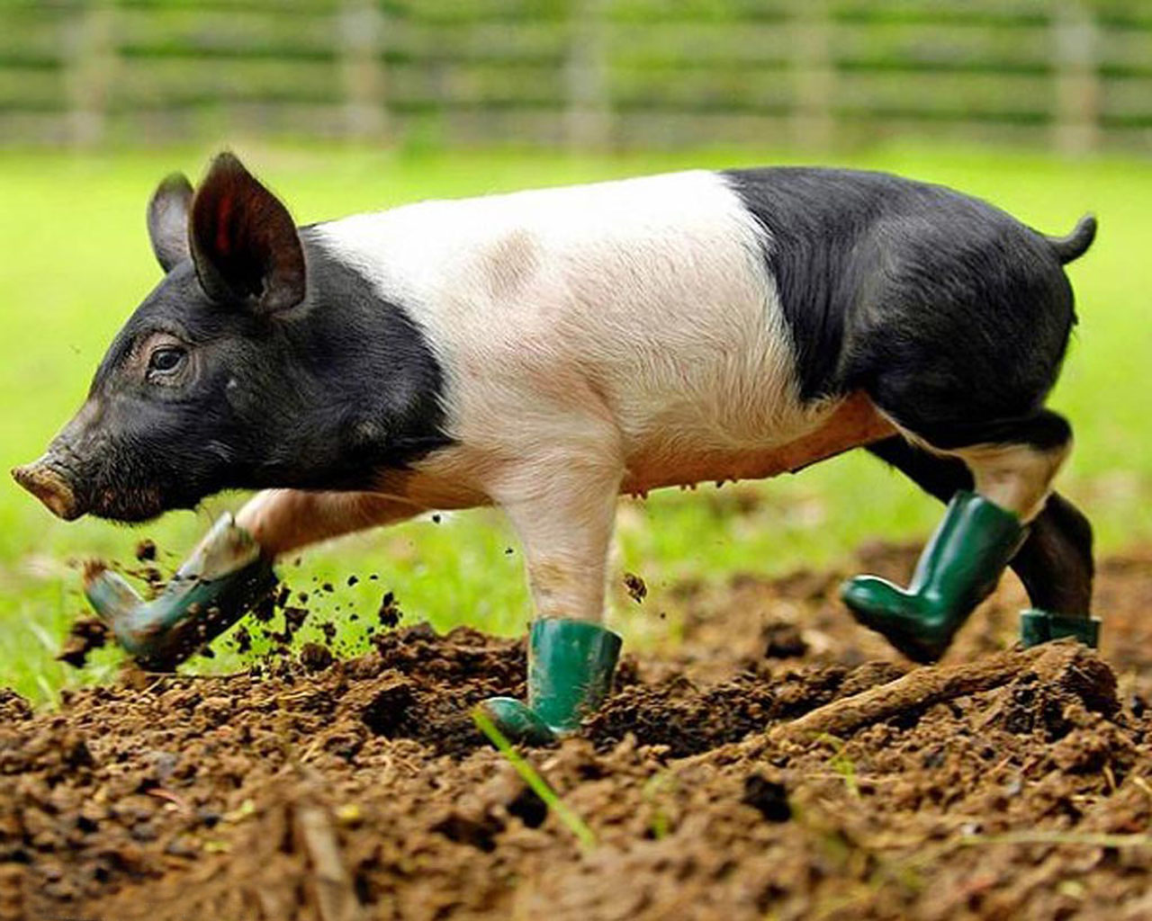 Cute Pig In Boots , HD Wallpaper & Backgrounds