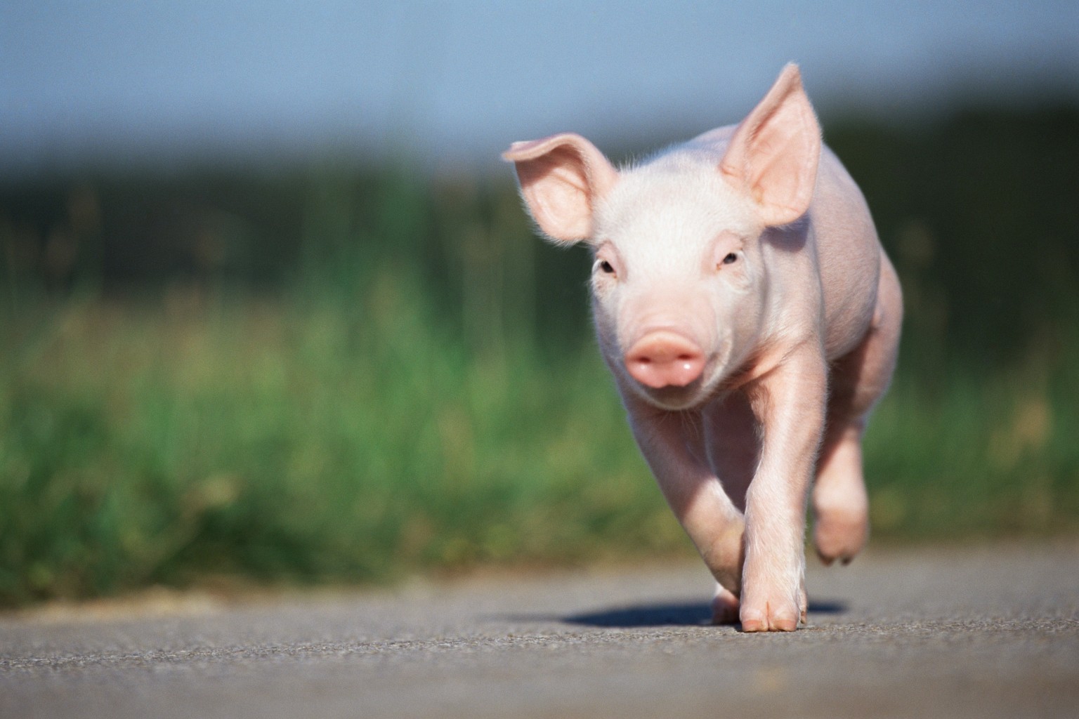 Baby Pigs Wallpapers , HD Wallpaper & Backgrounds