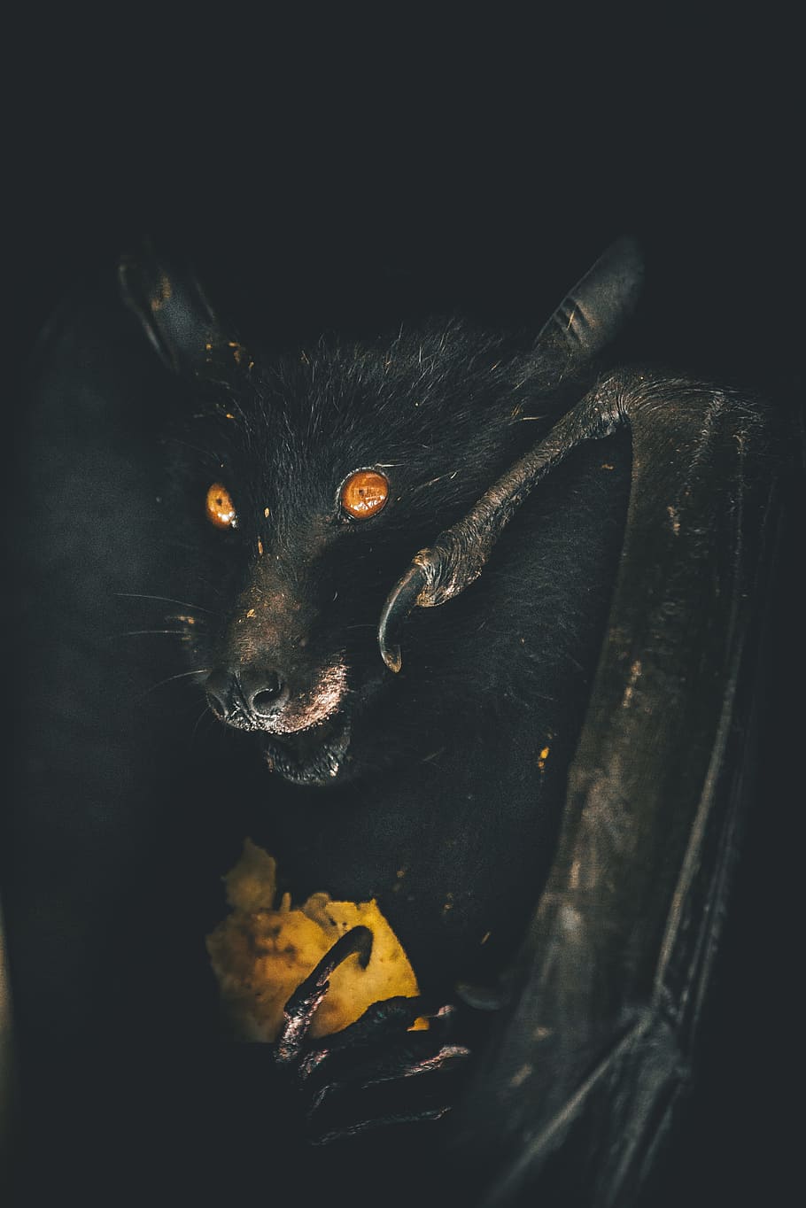 Hunger, Bat, Face, Claw, Wing, Fur, Animal, Wildlife, - Black Magic , HD Wallpaper & Backgrounds