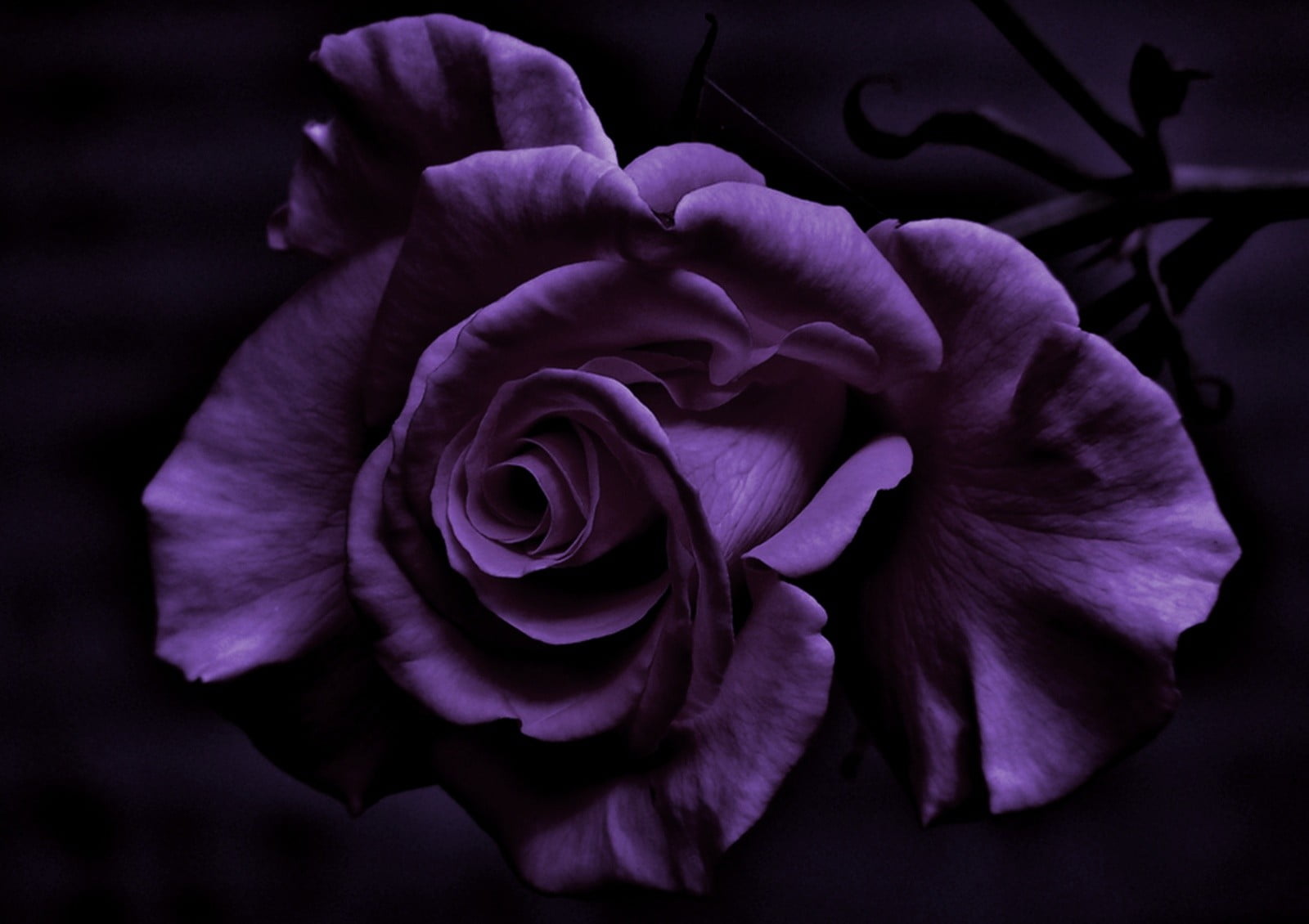 Purple Rose Wallpaper Hd , HD Wallpaper & Backgrounds