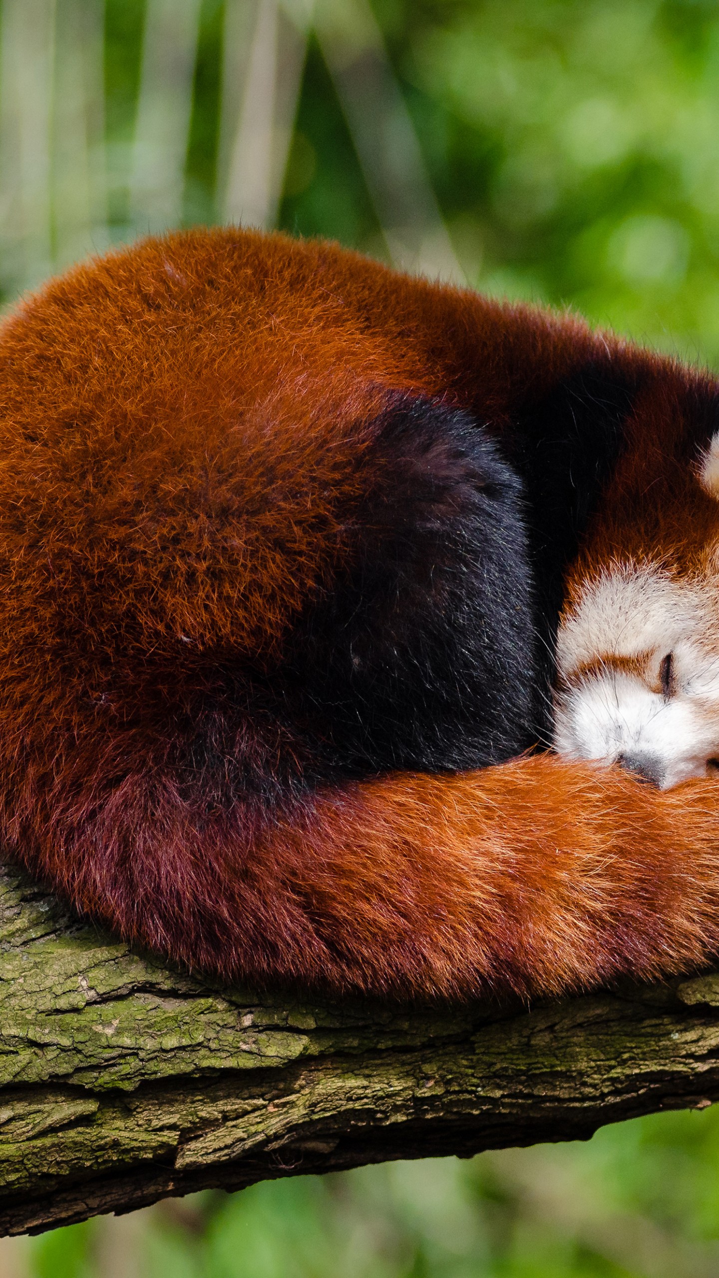 Cute Red Panda Sleeping , HD Wallpaper & Backgrounds