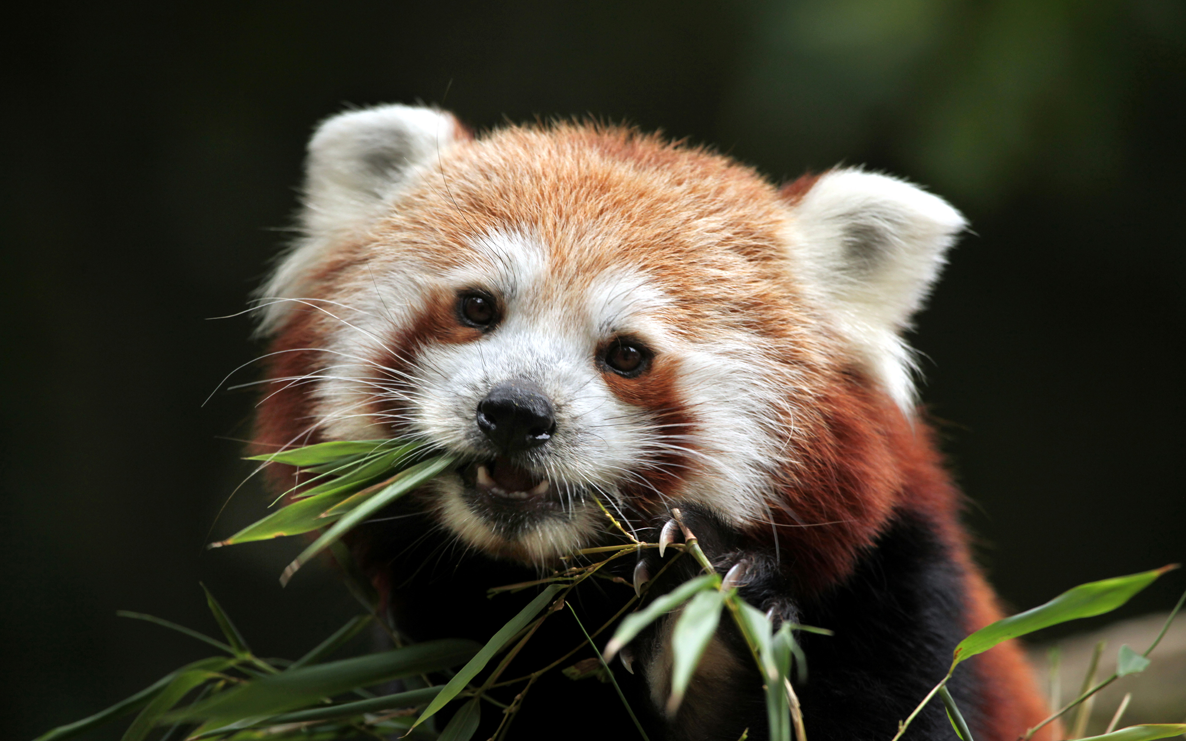 Red Panda , HD Wallpaper & Backgrounds