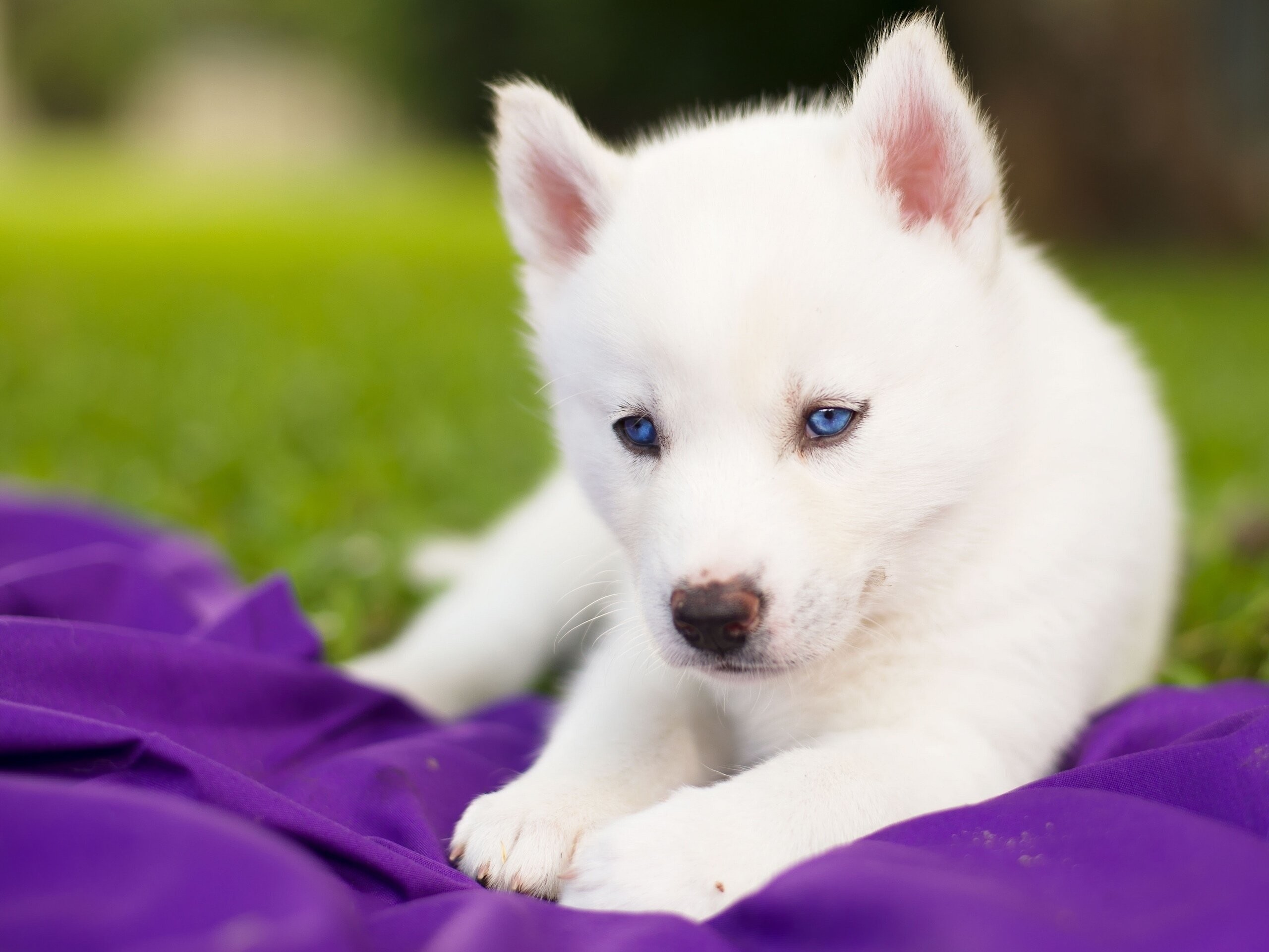 Undefined Baby Animal Pictures Wallpapers - White Husky Puppy With Blue Eyes , HD Wallpaper & Backgrounds
