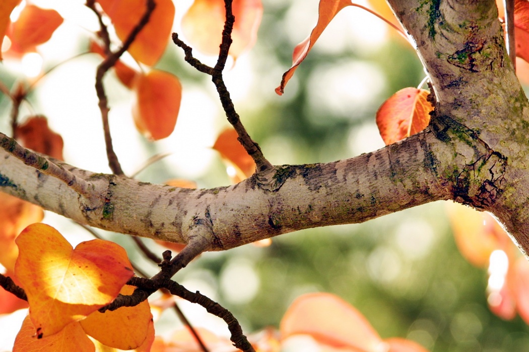 Fall Tree Branch And Leaves - Hd Tree 1680 X 1920 , HD Wallpaper & Backgrounds
