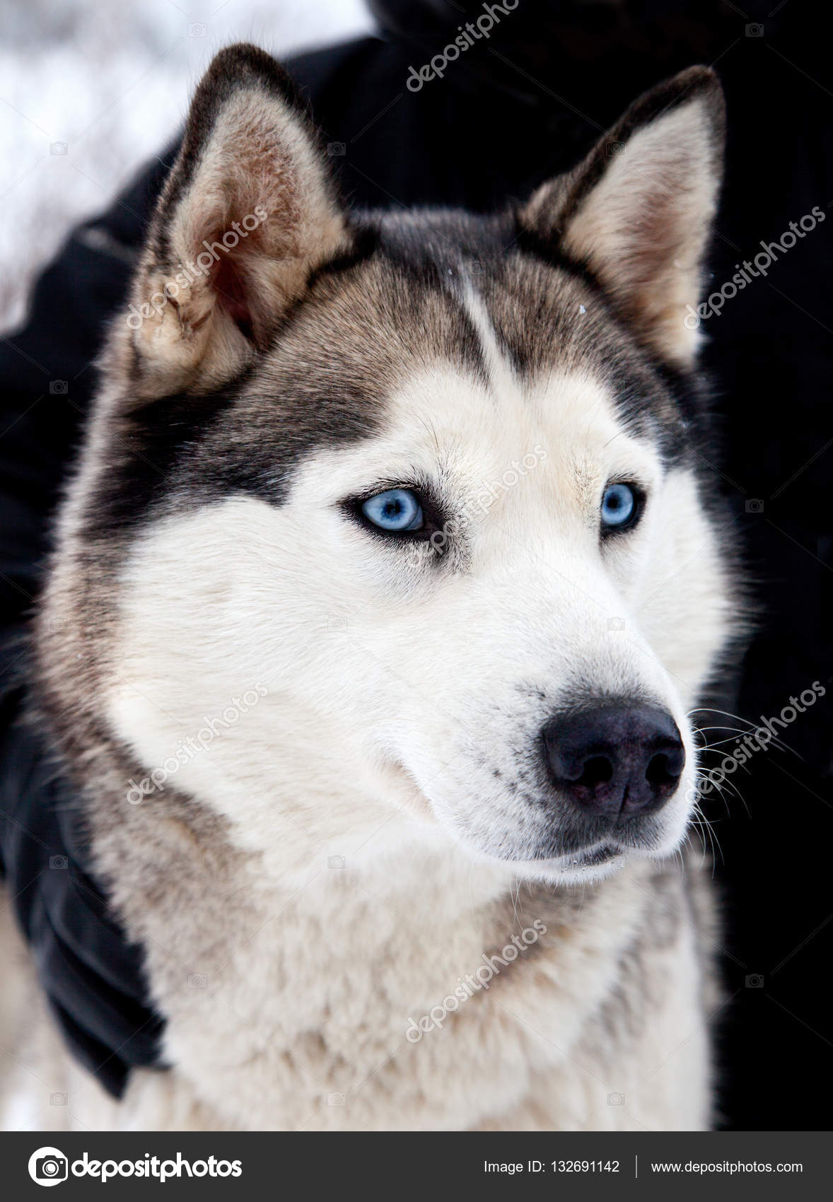 Siberian Husky As Pet Blue Eyes , HD Wallpaper & Backgrounds