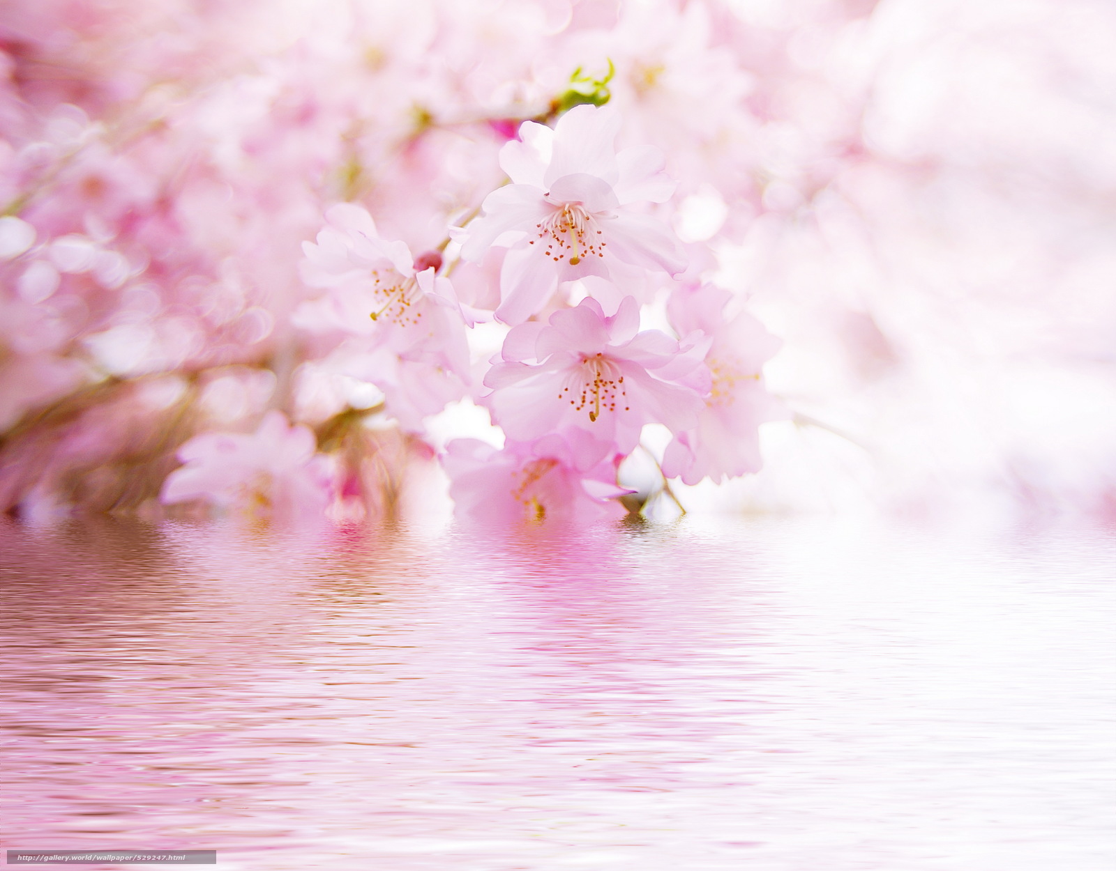 Download Wallpaper Blurring, Reflection, Water, Flowers - Cherry Blossom Water , HD Wallpaper & Backgrounds