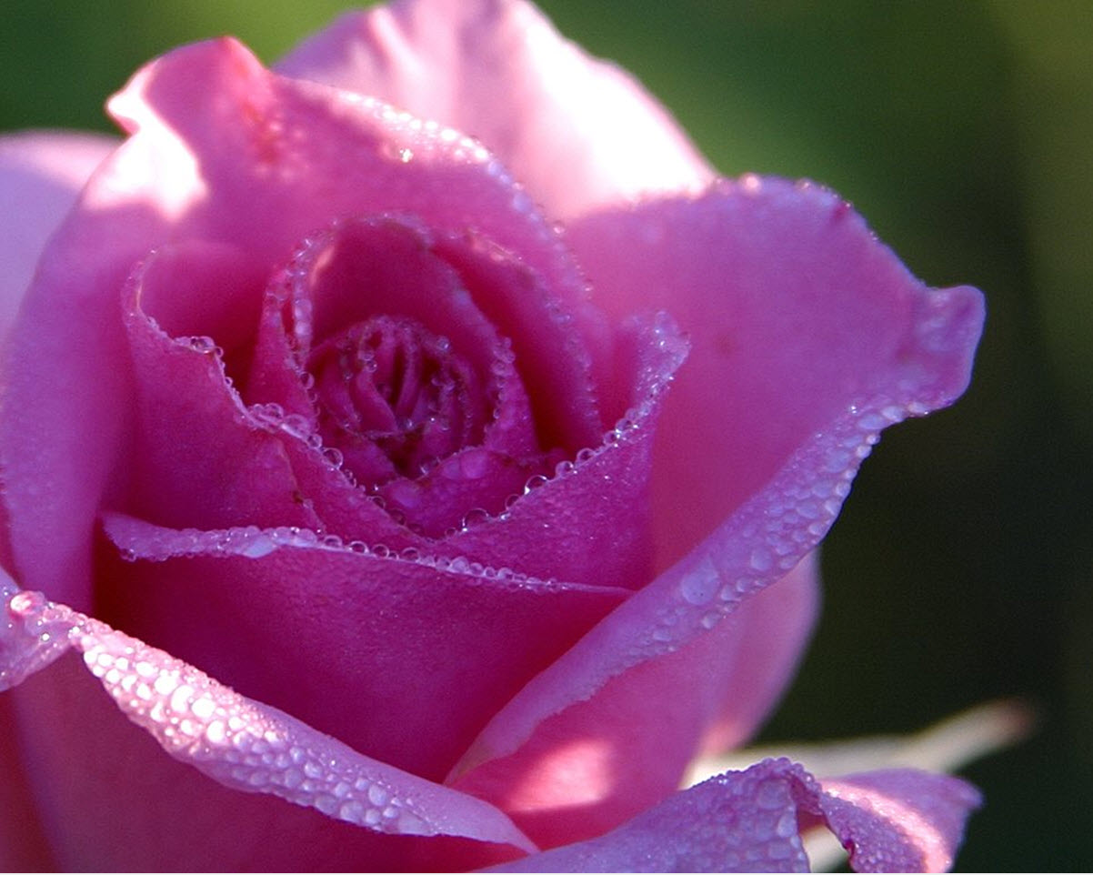 Stunning Purple Rose - Purple Rose Flower Meaning , HD Wallpaper & Backgrounds