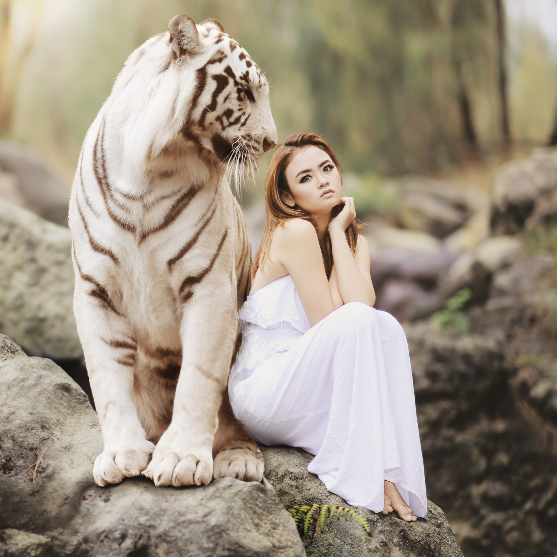 Bengal Tiger And A Beautiful Girl Wallpaper , HD Wallpaper & Backgrounds