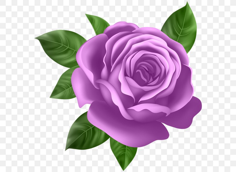 Rose Flower Desktop Wallpaper Clip Art, Png, 590x600px, , HD Wallpaper & Backgrounds