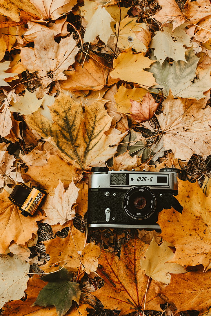 Camera, Autumn, Foliage, Retro, Vintage, Photographic - Vintage Photography , HD Wallpaper & Backgrounds