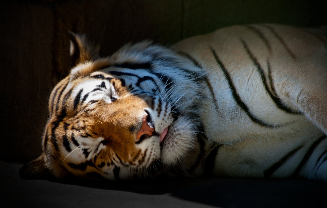 Sleep Tiger , HD Wallpaper & Backgrounds
