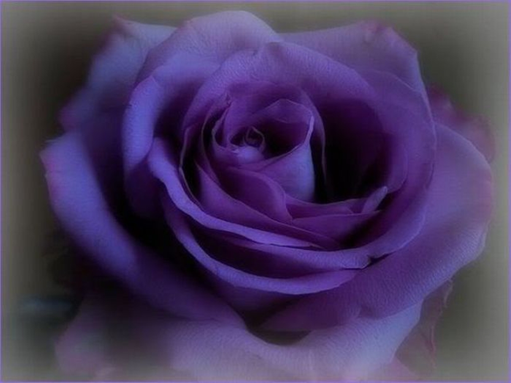 Белые розы фиолетовый. Фиолетовые сиреневые розы.