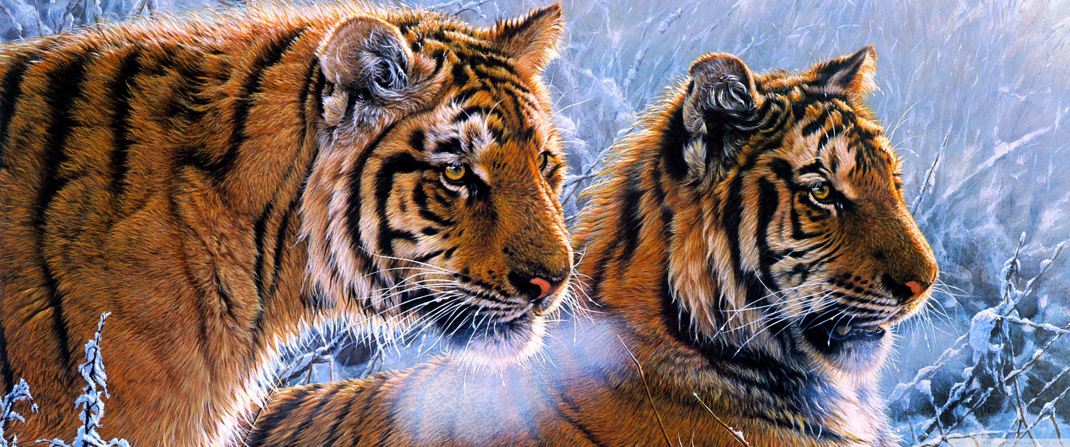 Tigers Hd , HD Wallpaper & Backgrounds