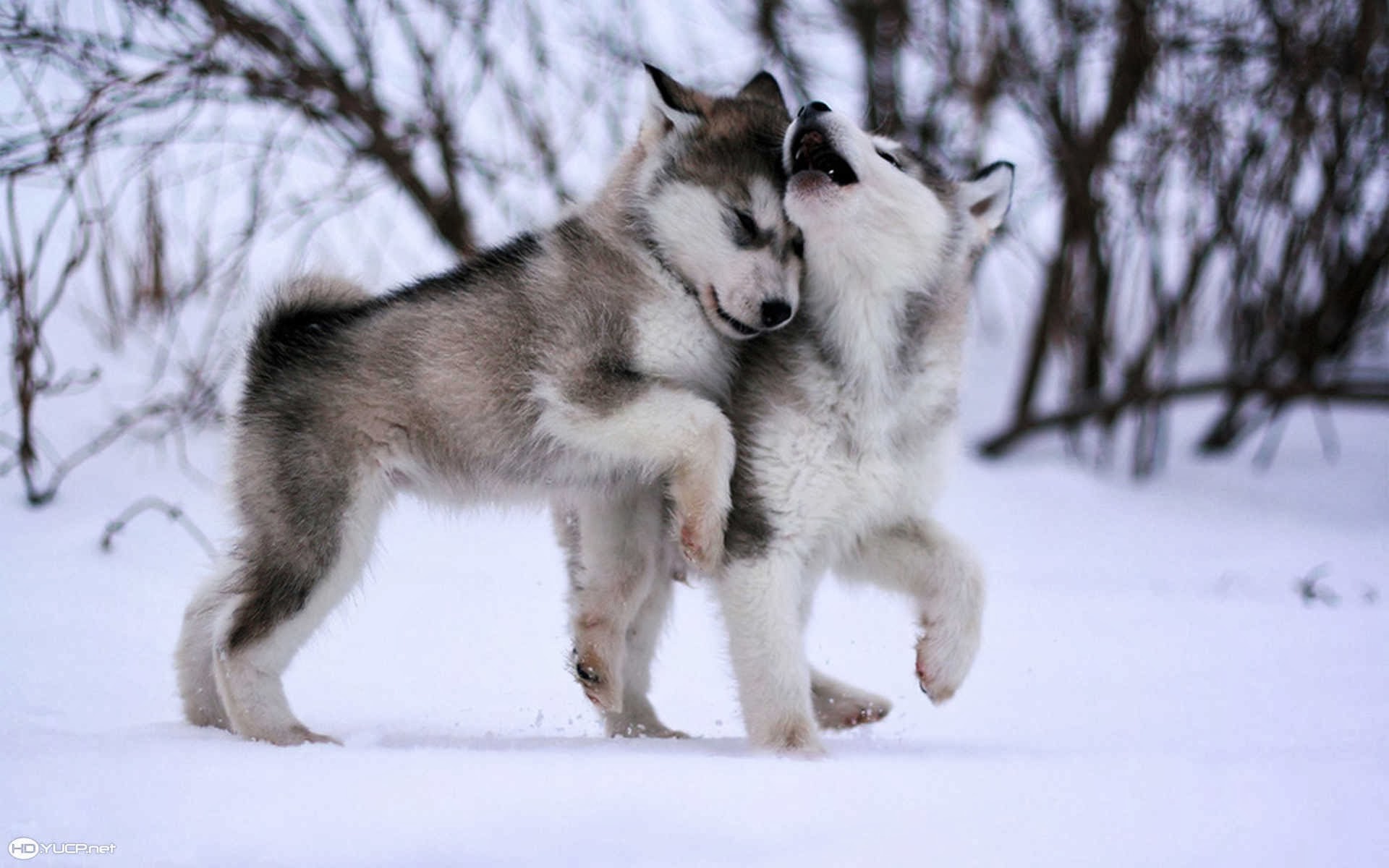 Alaskan Malamute Puppies Dogs Cute Hd Wallpaper For - Baby Husky , HD Wallpaper & Backgrounds