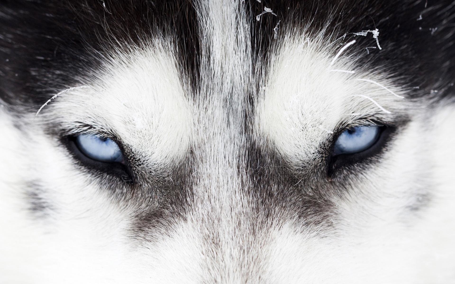 Awesome Siberian Husky Free Background Id - Call Of The Wild , HD Wallpaper & Backgrounds