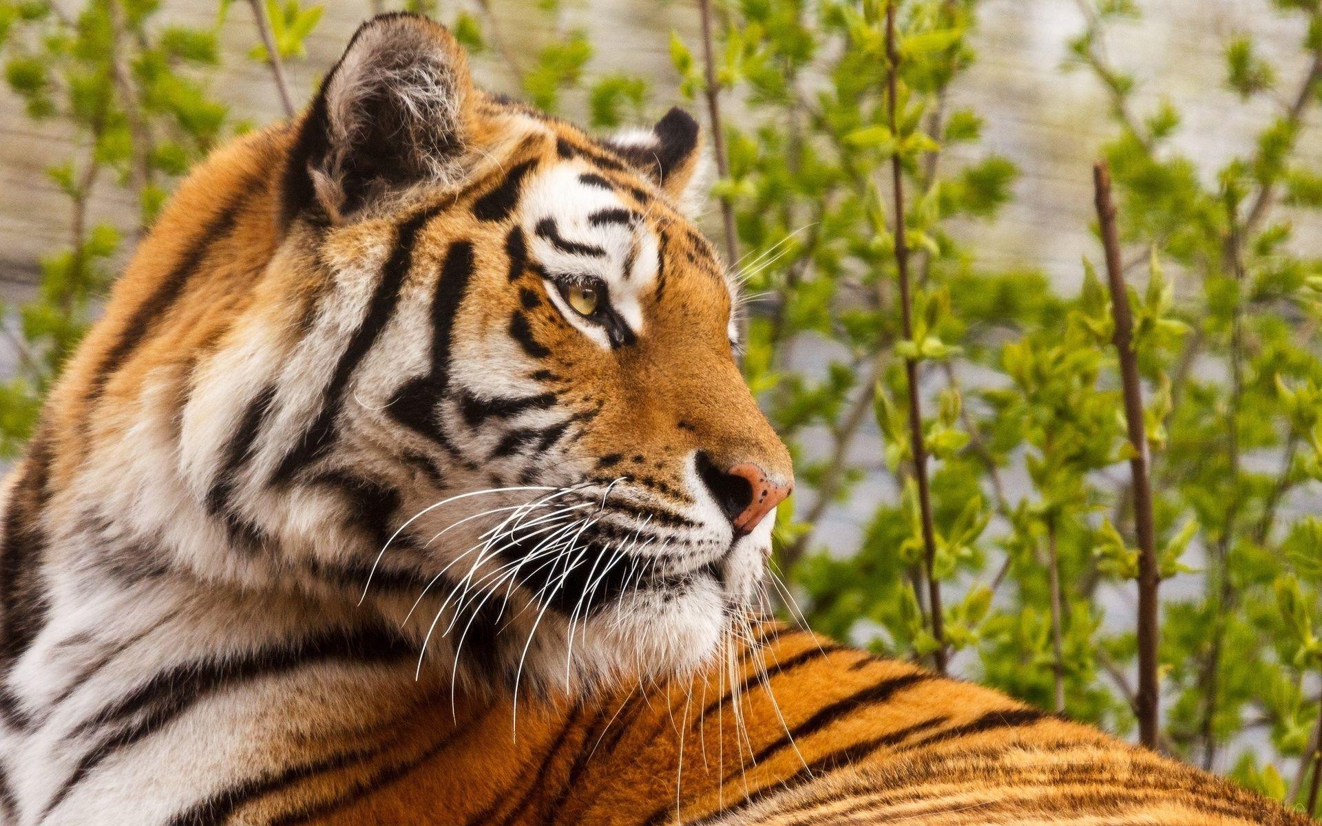 Hd Attentive Tiger Wallpaper - Tiger Eye Photos Full Hd , HD Wallpaper & Backgrounds