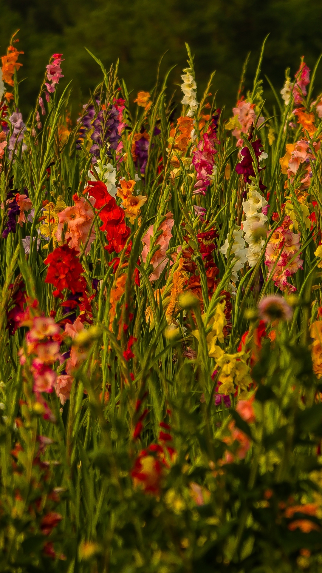 Gladiolus Field Wallpaper Post , HD Wallpaper & Backgrounds