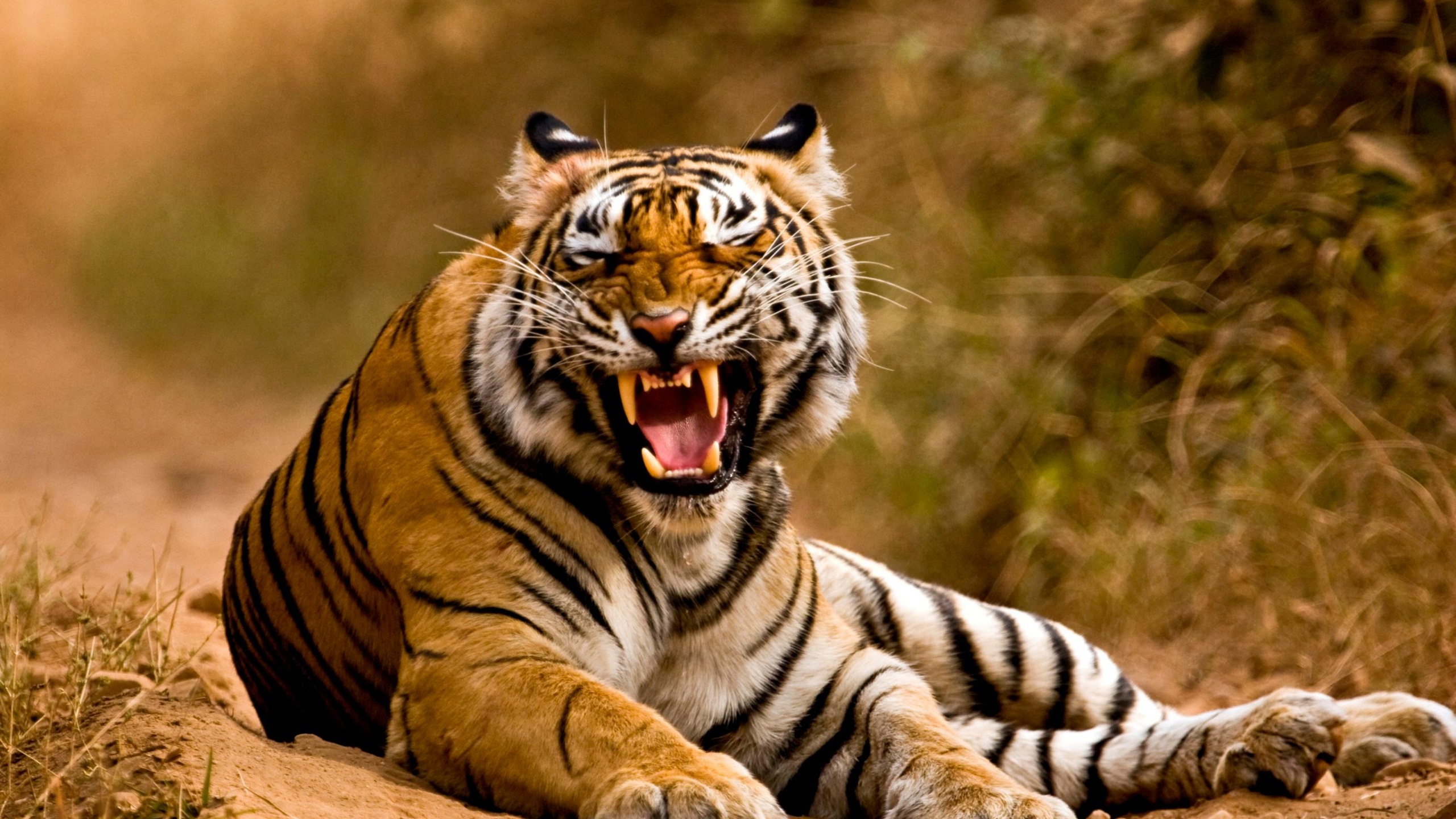 Angry Tiger Wallpaper - Angry Wallpaper Tiger Hd , HD Wallpaper & Backgrounds