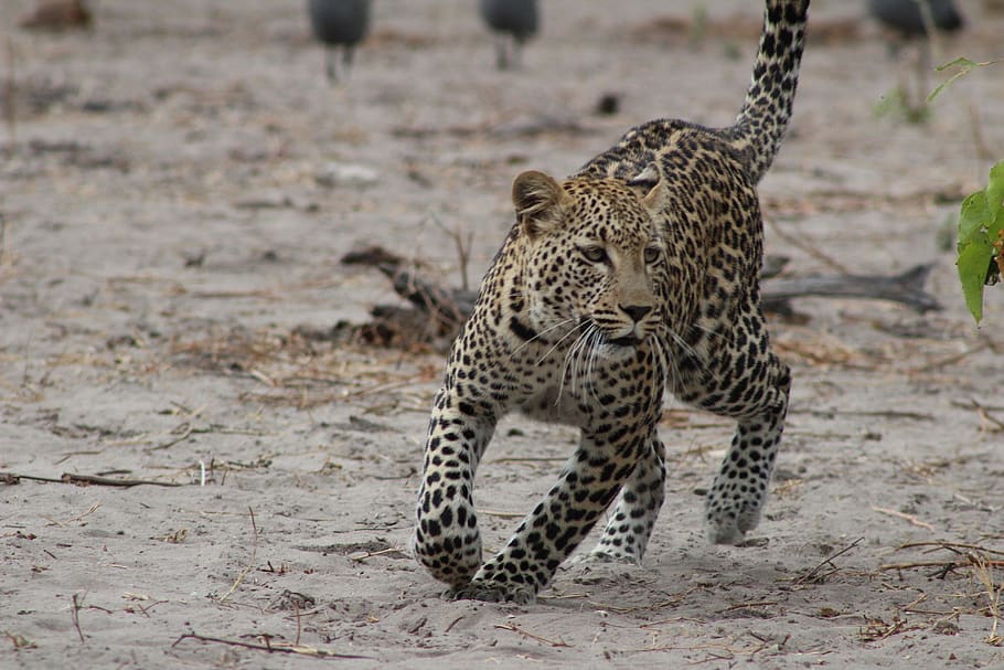 African Leopard , HD Wallpaper & Backgrounds
