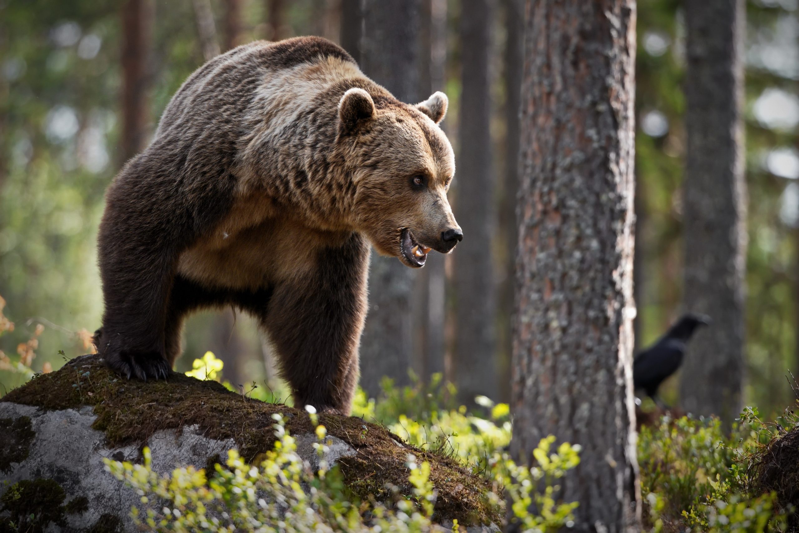 Animal Bear Bears Wildlife Predator Hd Wallpaper Background - Grizzly Bear , HD Wallpaper & Backgrounds