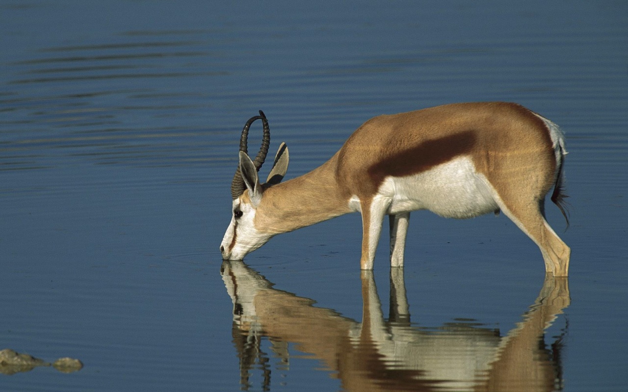 Animals Hd X Wild Drink Water 264244 Wallpaper Wallpaper - Wild Animals Drinking Water , HD Wallpaper & Backgrounds