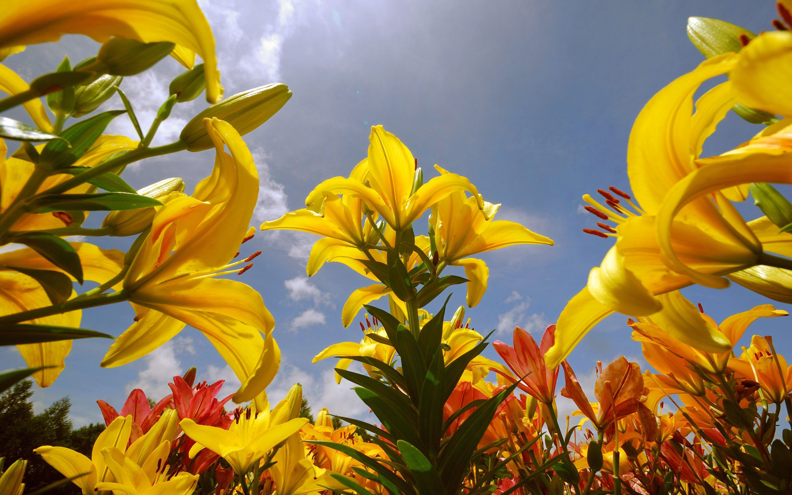 Hd Summer Lily Flower , HD Wallpaper & Backgrounds