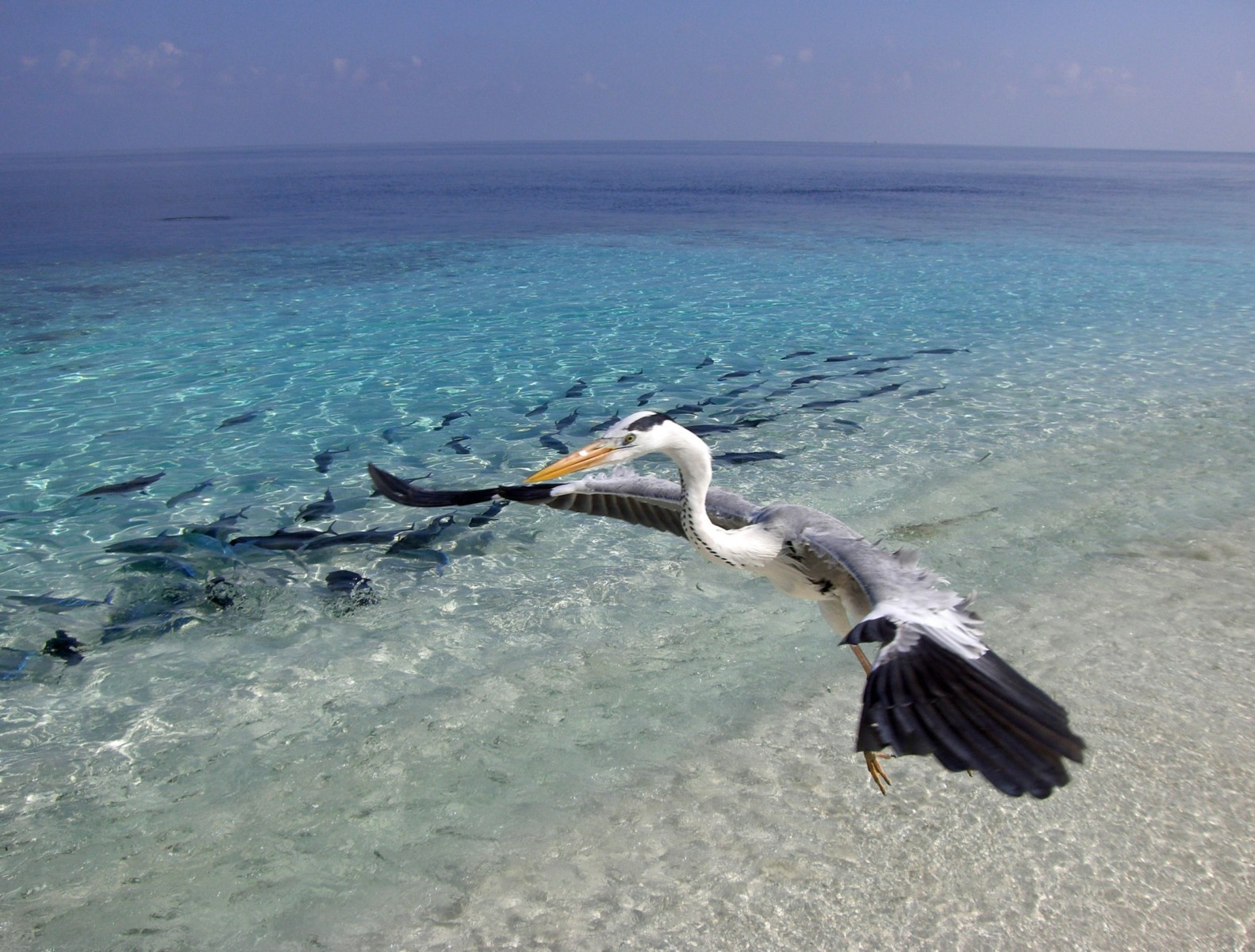 Wildlife At The Maldives Wallpaper - Aves Volando Sobre El Mar , HD Wallpaper & Backgrounds