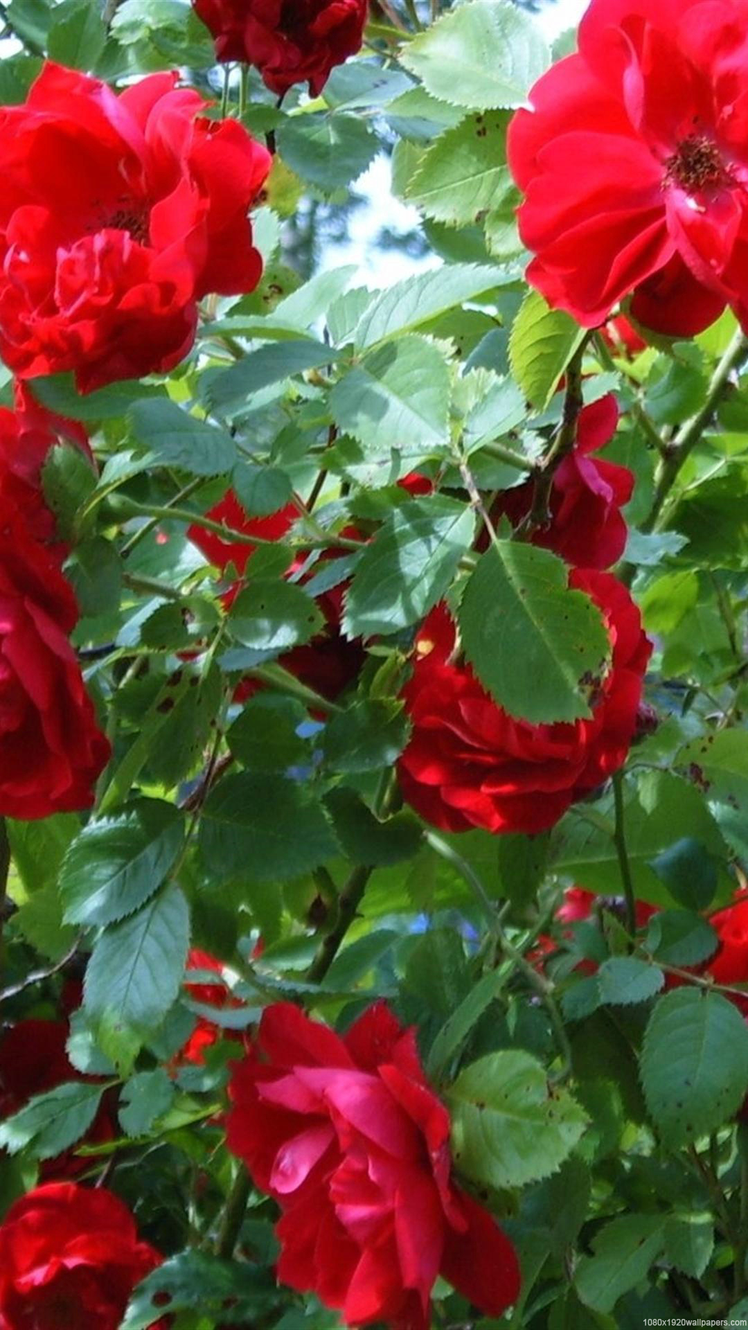 Beautiful Flower Green Rose Wallpapers Hd - Phone Hd Flower Wallpapers 1080p , HD Wallpaper & Backgrounds