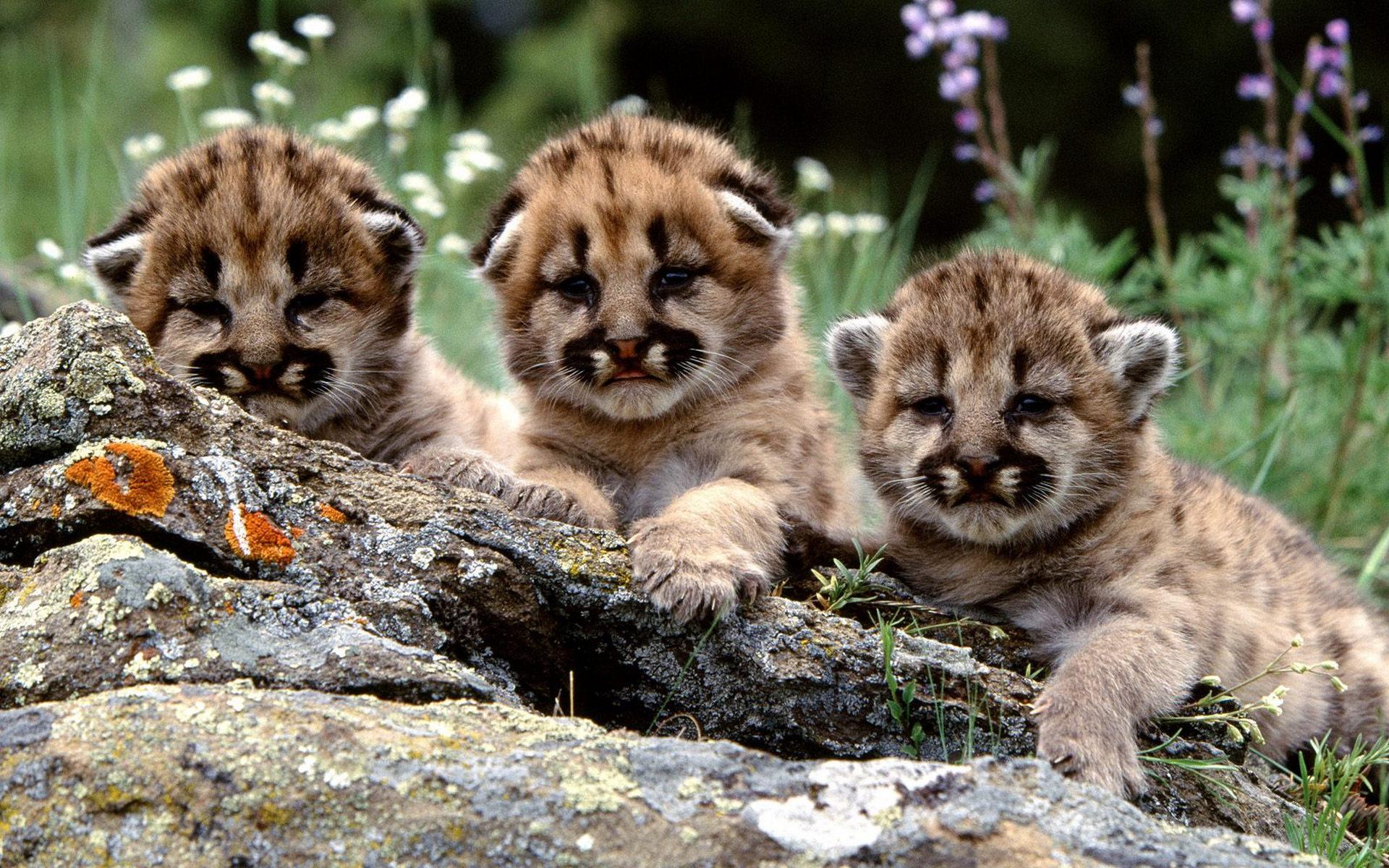 Baby Tiger Wallpapers Download Hd Wallpaper Backgrounds Download Baby Tiger Wallpapers Download Hd Wallpaper Backgrounds Download