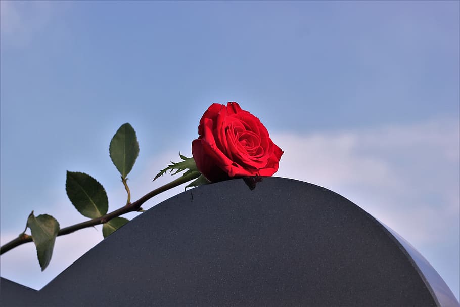 Red Rose, Heart, Gravestone, Love, Heart Gravestone, , HD Wallpaper & Backgrounds