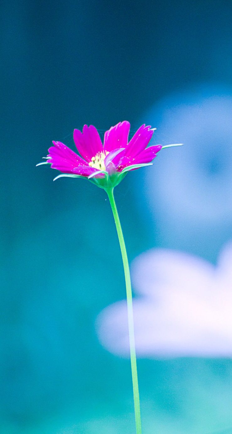 Hd Wallpaper For Iphone 5 Flowers , HD Wallpaper & Backgrounds