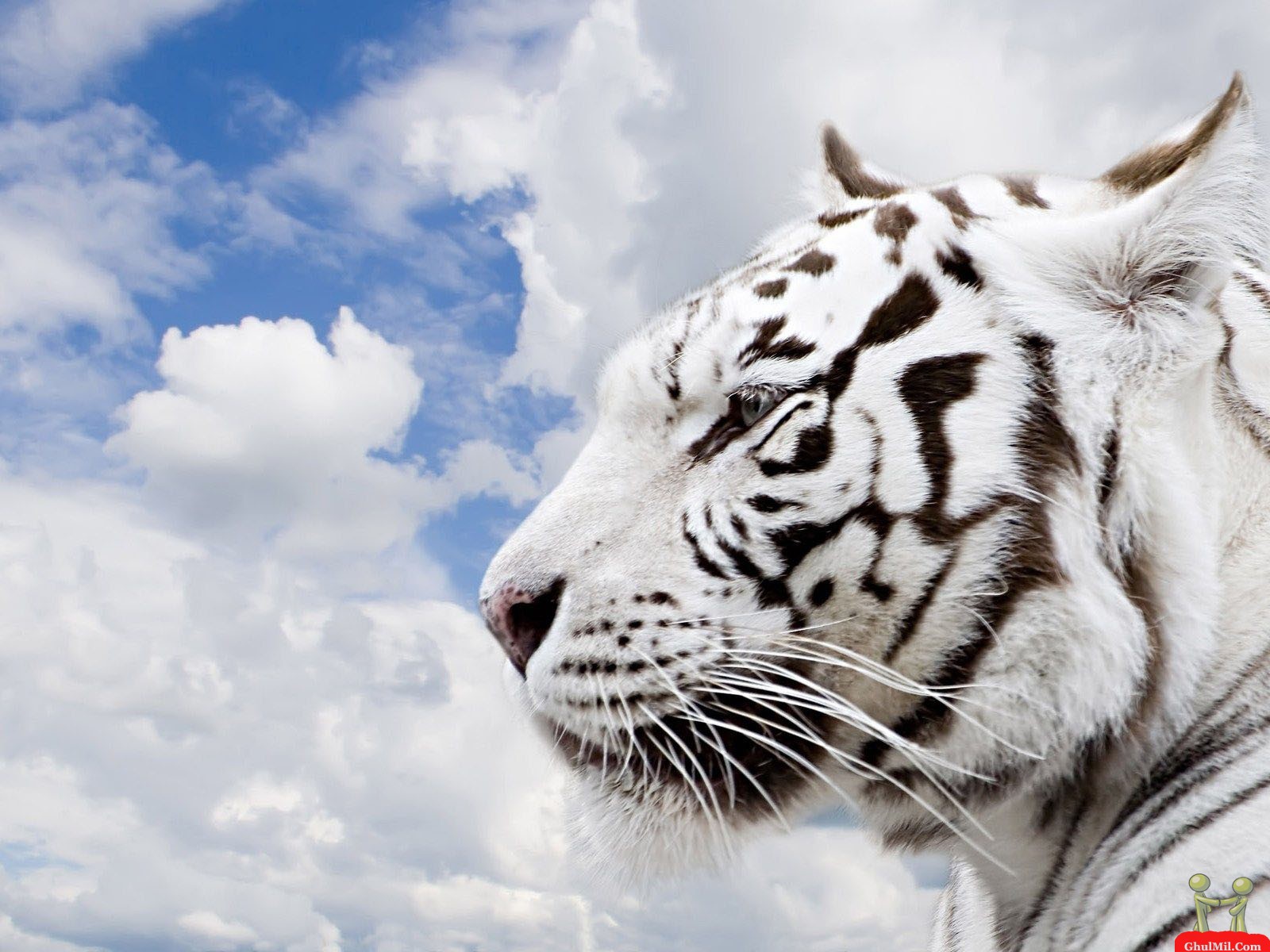 White Tiger, Download Photo, Wallpapers For Desktop - Lion Tiger Cheetah , HD Wallpaper & Backgrounds