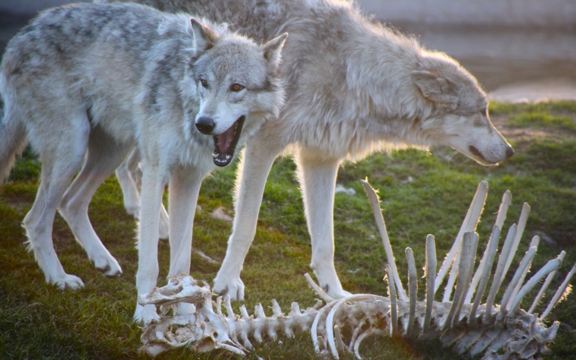 Animals Nature Wildlife Wolf Mammal Animal Wild Predator - Wölfe Auf Der Jagd , HD Wallpaper & Backgrounds