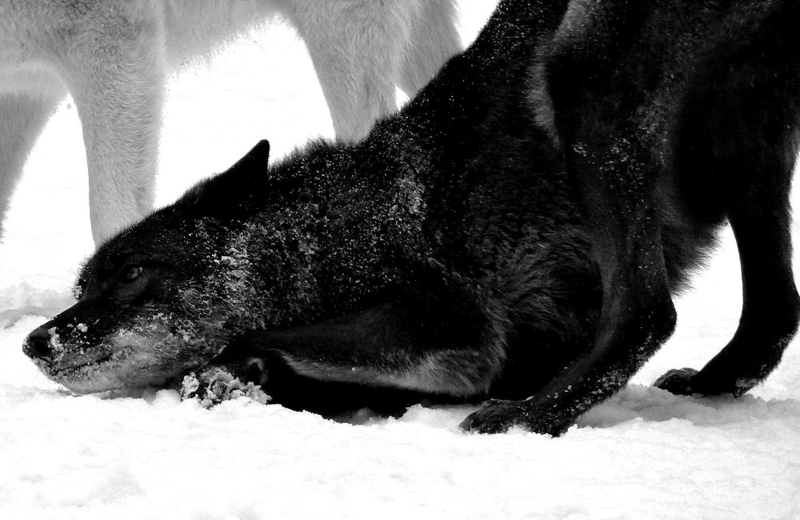 Black Wolf In Snow Hqfx Pics , HD Wallpaper & Backgrounds