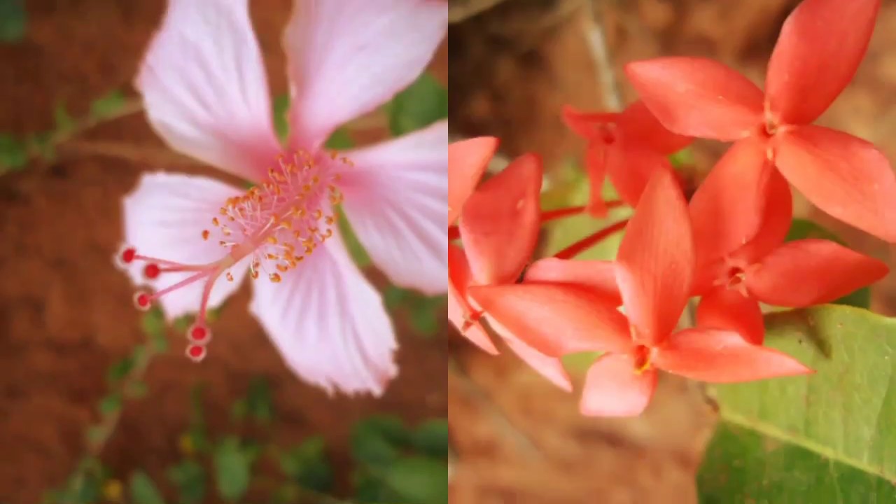 Peruvian Lily , HD Wallpaper & Backgrounds