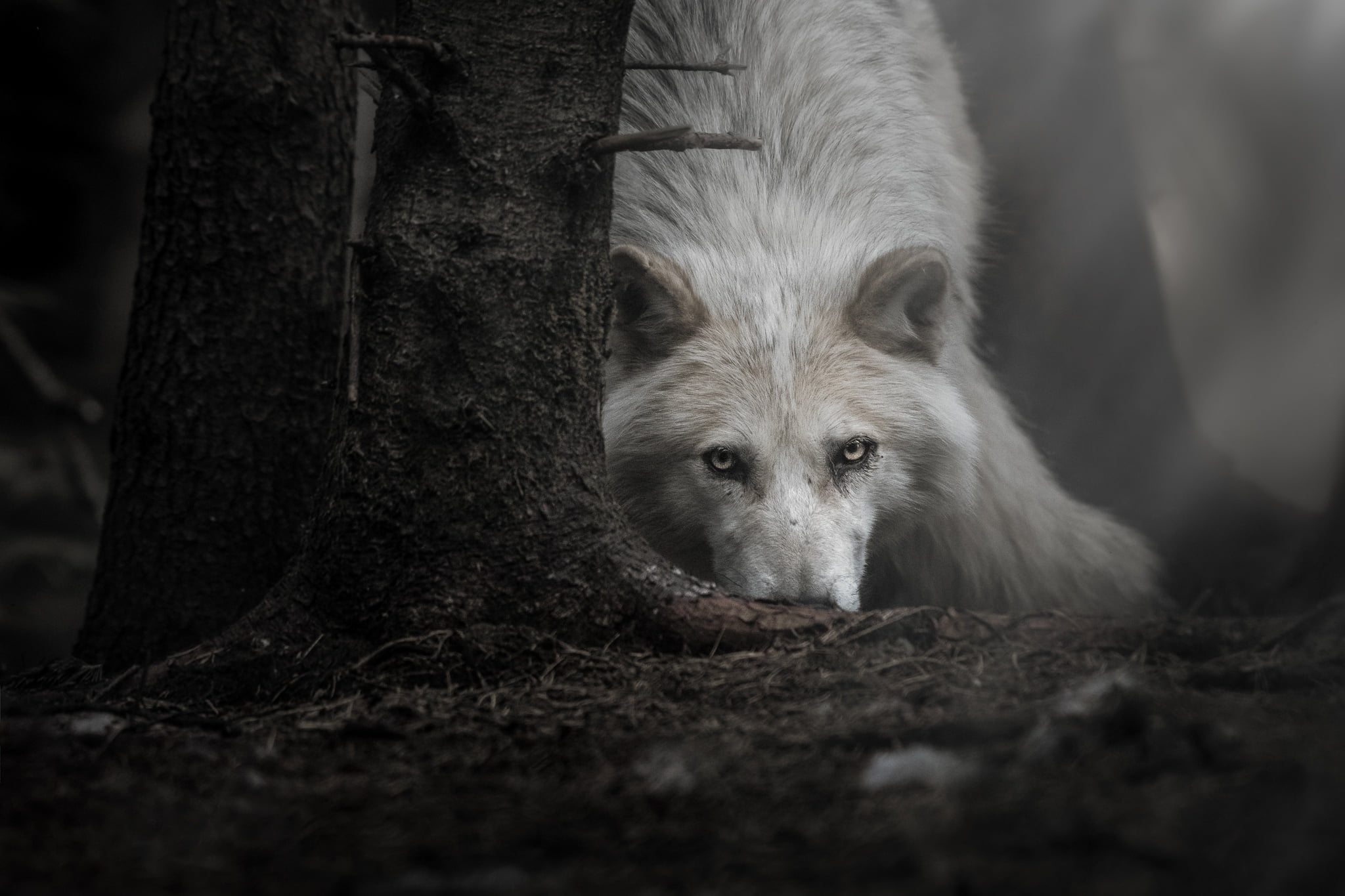 Dark Wolf , HD Wallpaper & Backgrounds