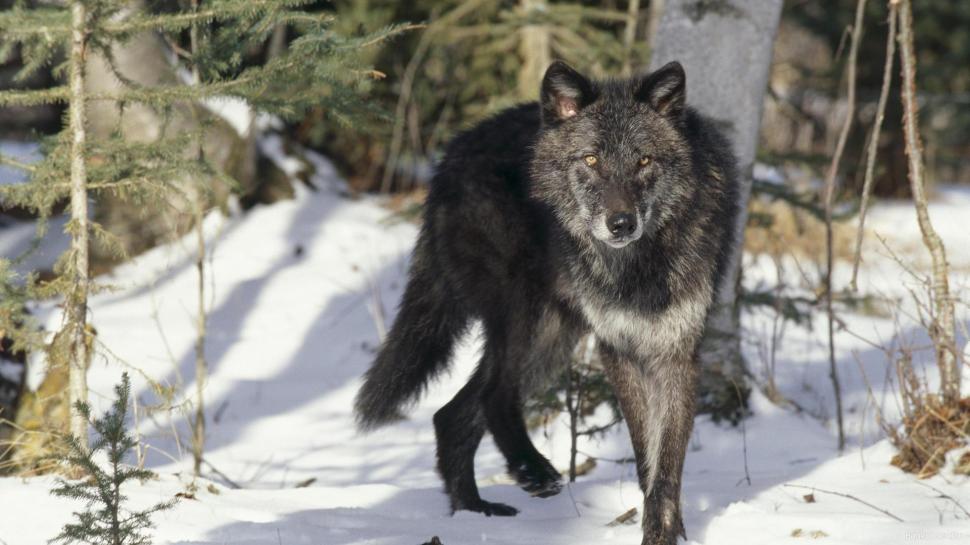 Black Gray Wolf Wallpaper,spirit Hd Wallpaper,mythical - Black And Gray Wolf , HD Wallpaper & Backgrounds