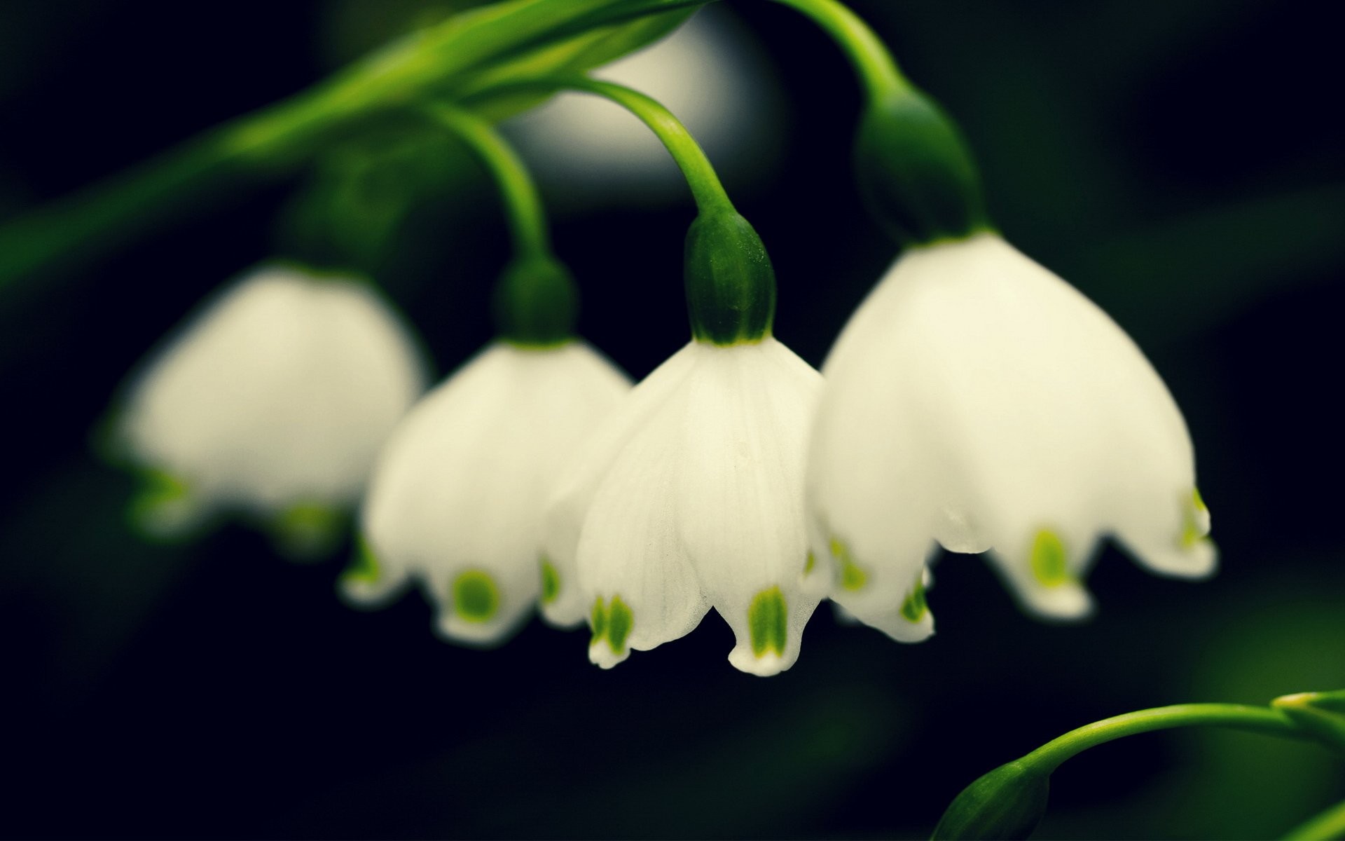 4k Wallpapers Spring Snowdrops , HD Wallpaper & Backgrounds
