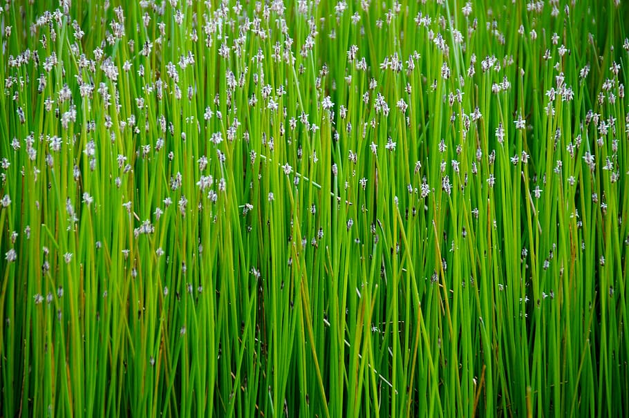 Reed, Water, Plant, Swamp, Green, Soothing, Flowering, - Grass , HD Wallpaper & Backgrounds
