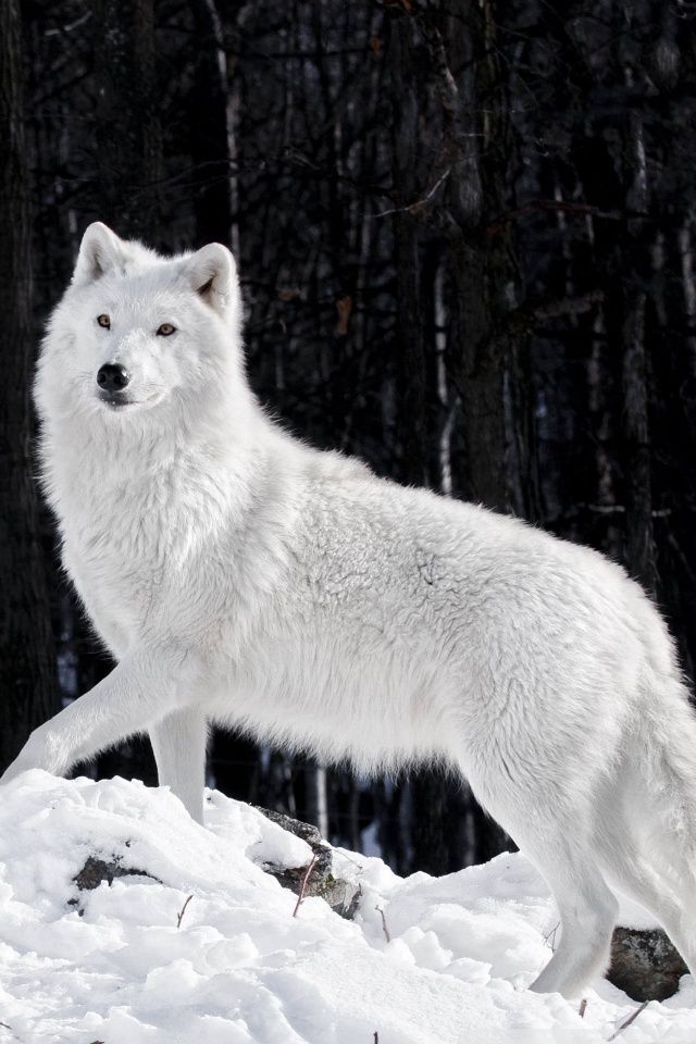 Wolf Artic , HD Wallpaper & Backgrounds